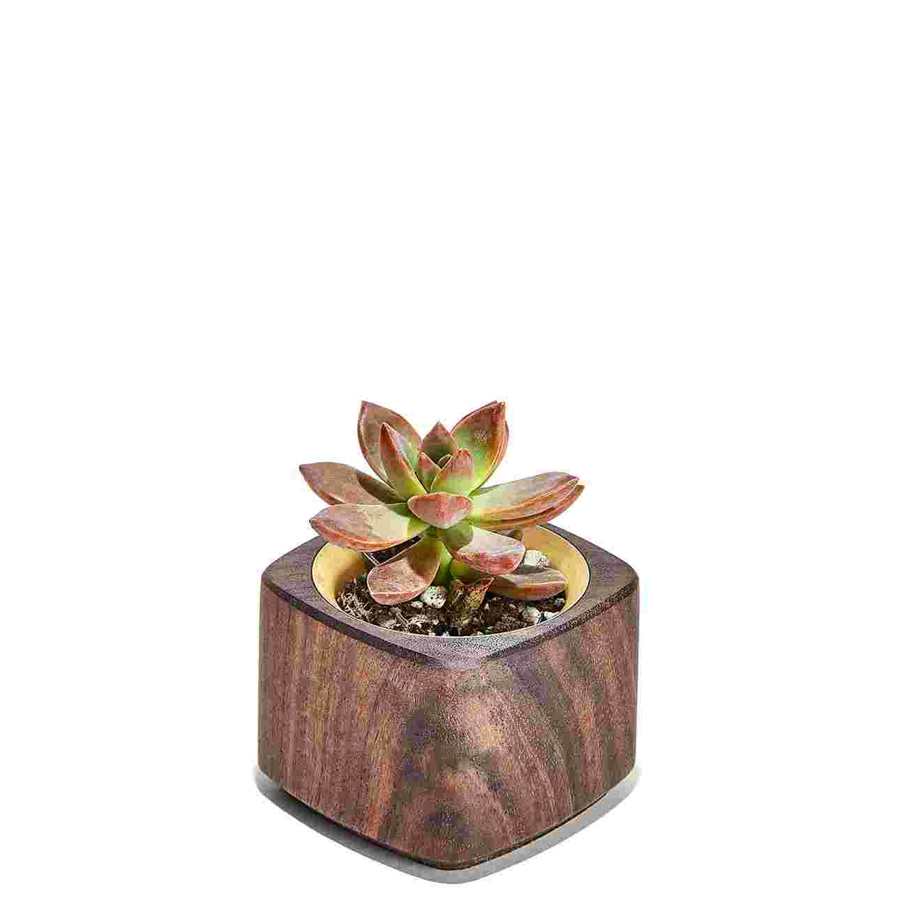 Walnut & Brass Planter