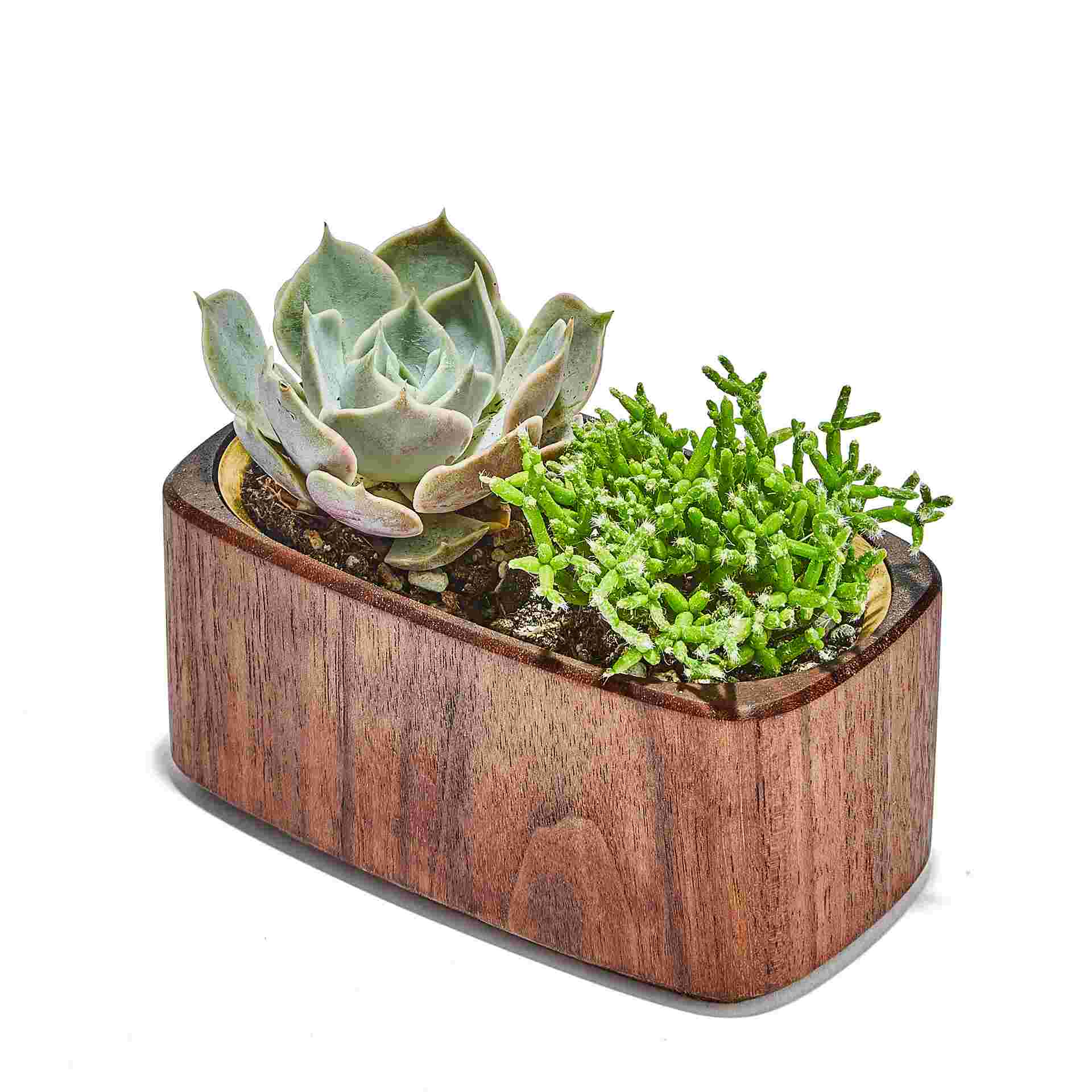 Brass Planter