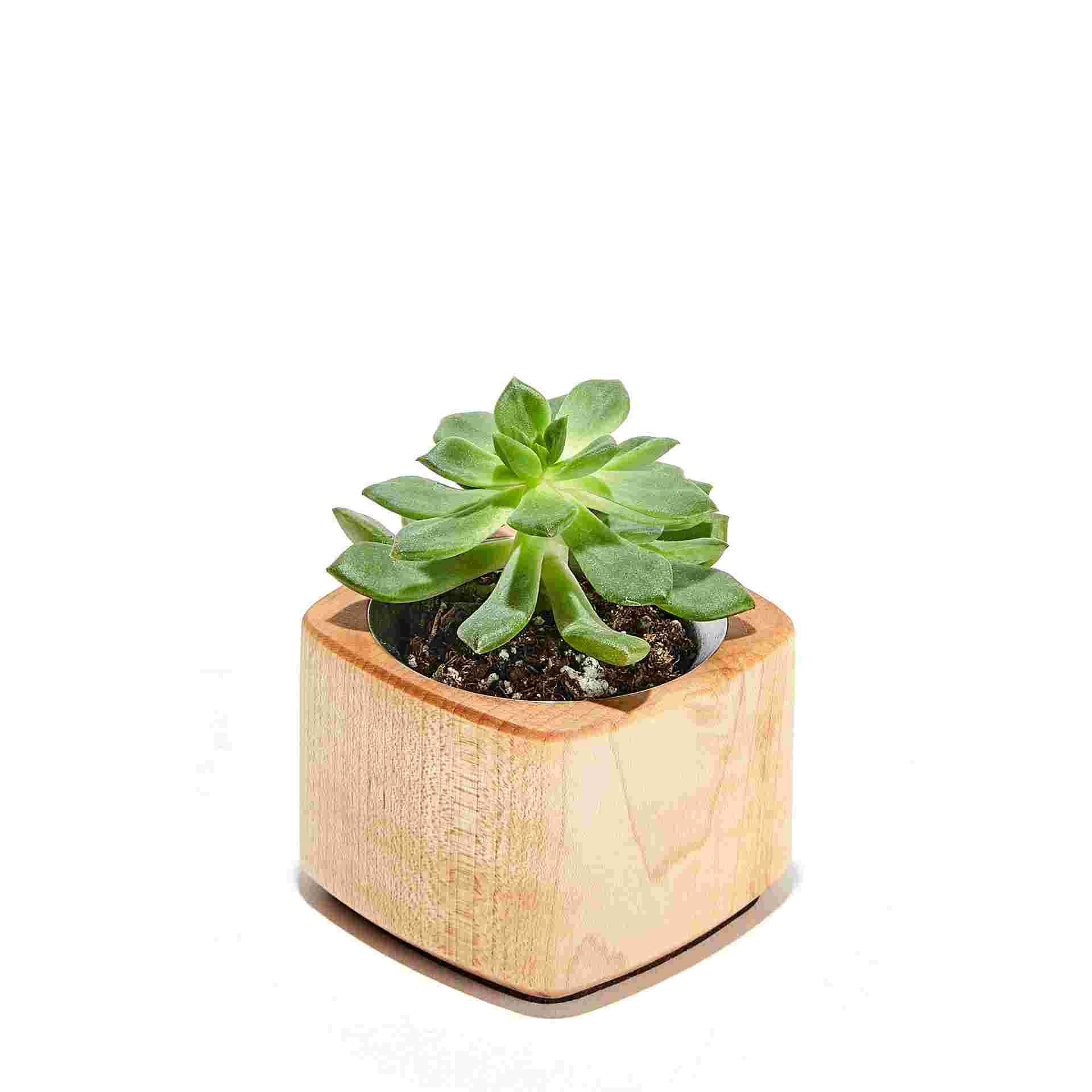 Short Maple Wood Succulent Planter with miniature 1.5 inch plant