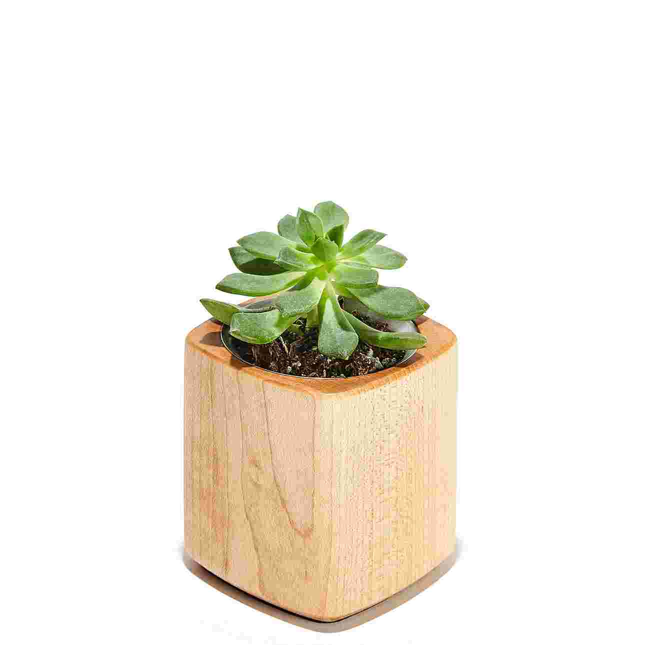 Maple Planter