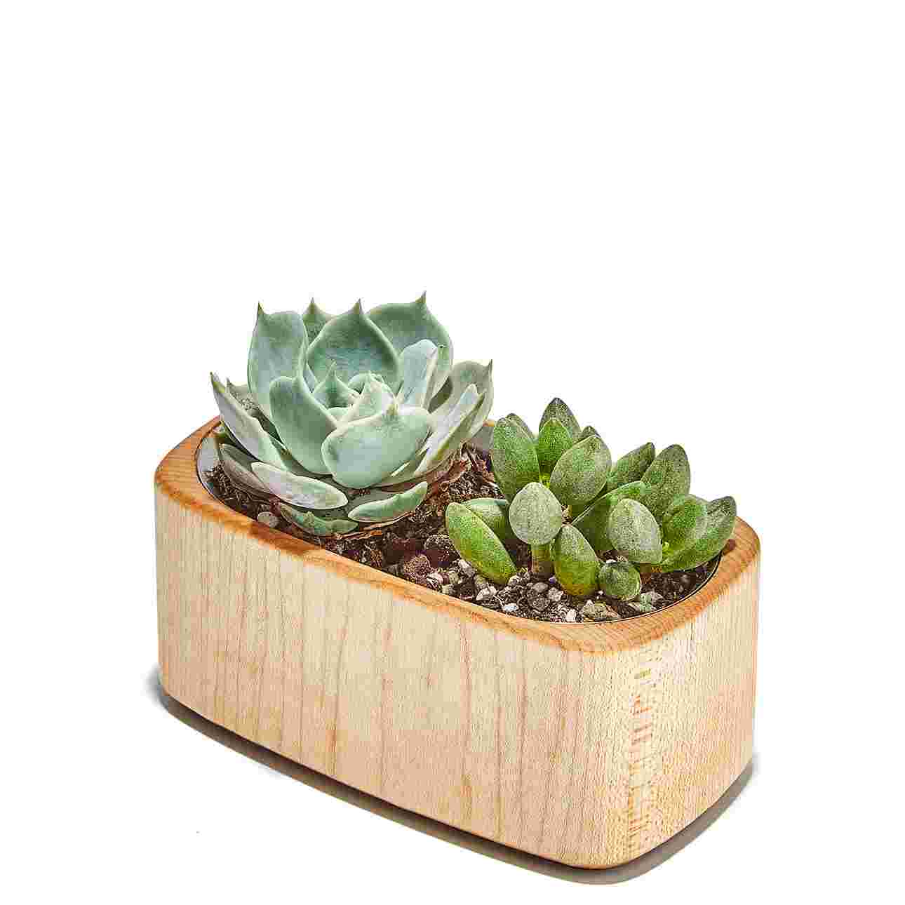 Maple Planter