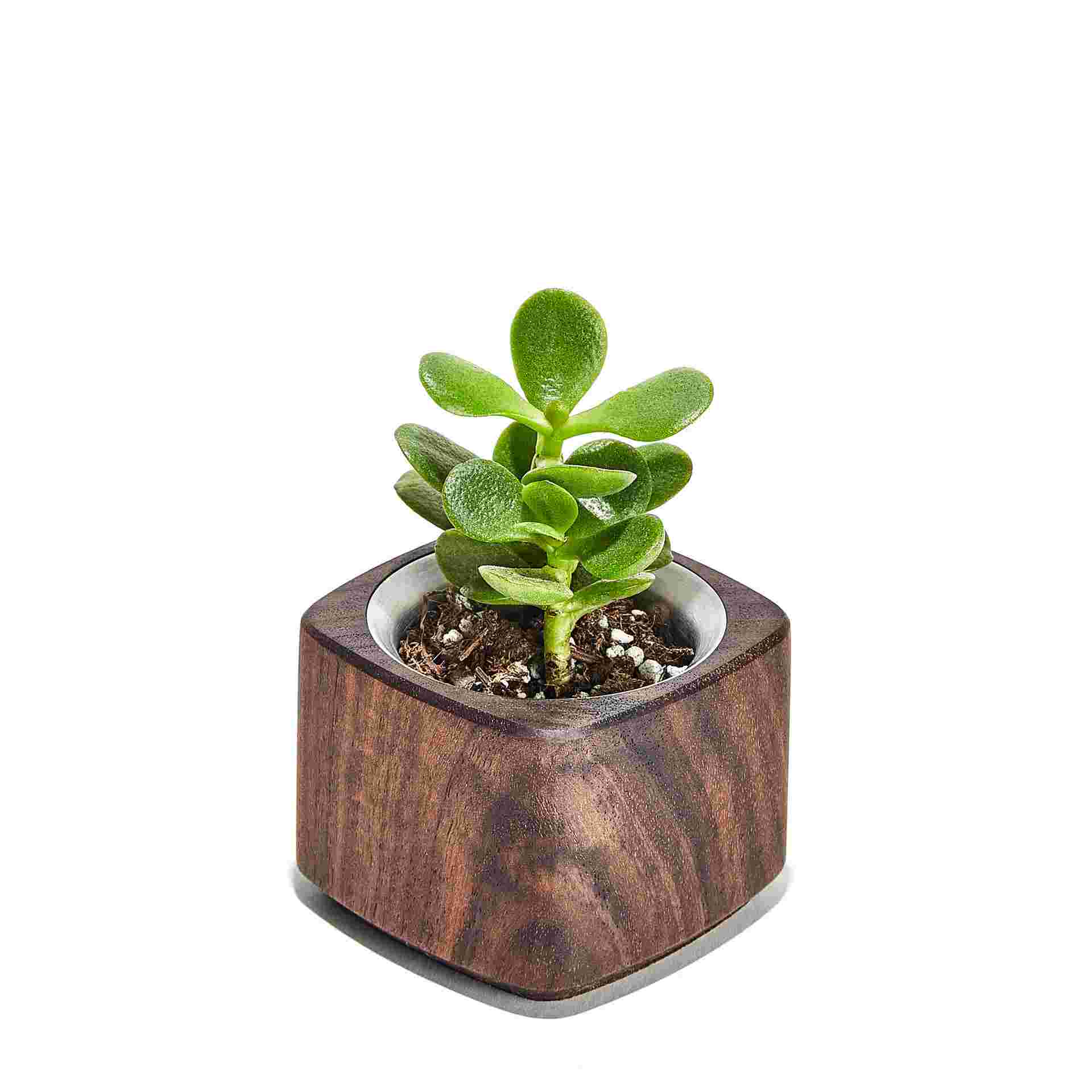 Short Walnut Wood Succulent Planter with miniature 1.5 inch plant
