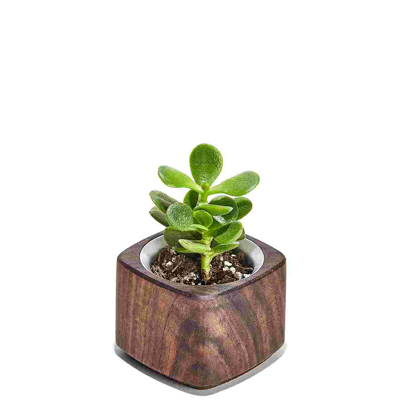 Walnut Planter
