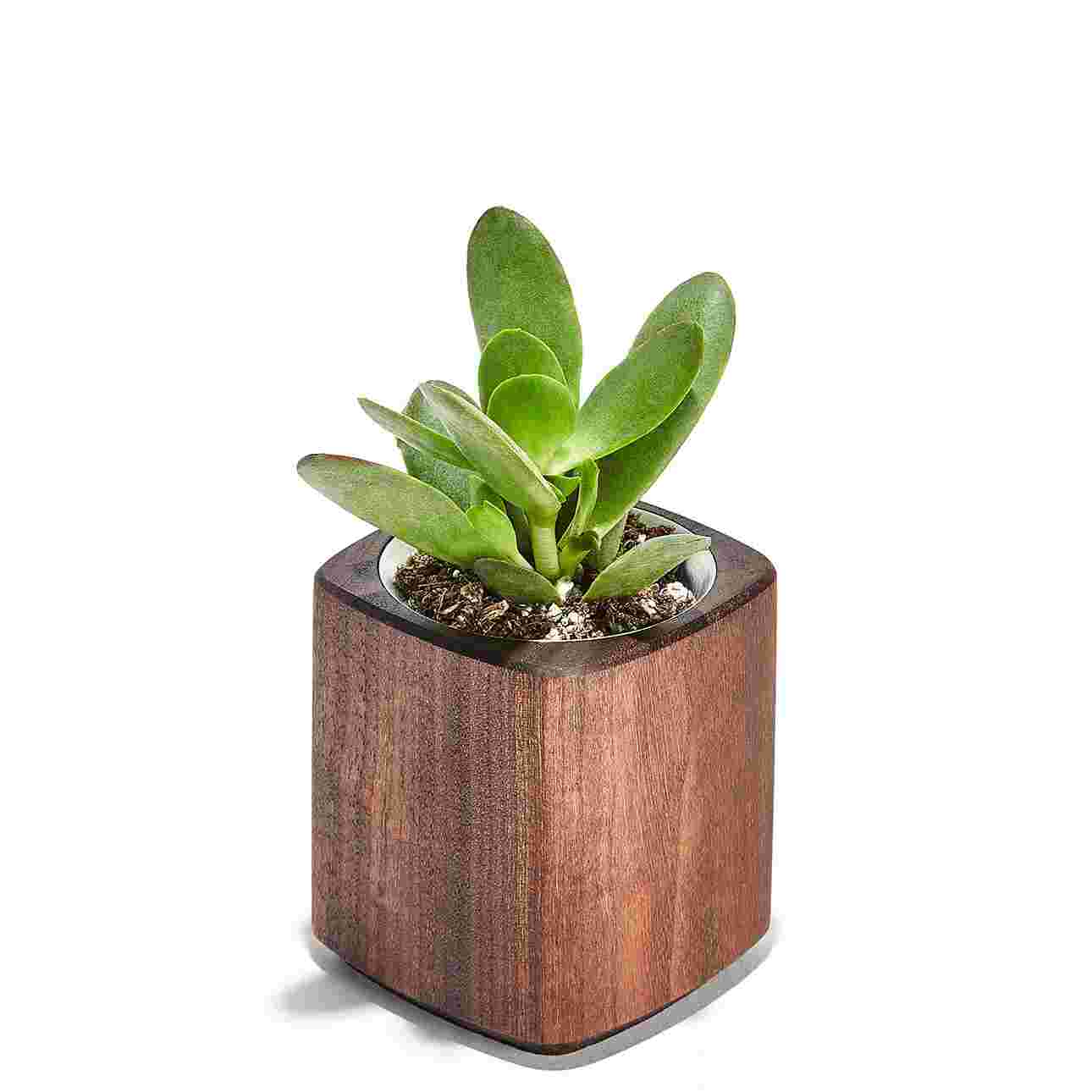 Walnut Planter