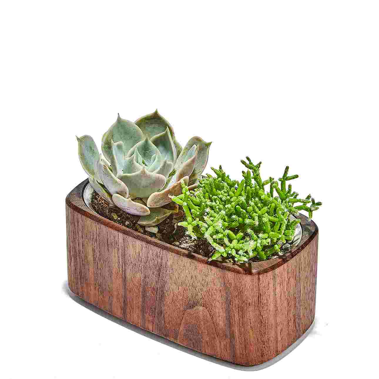 Walnut Planter