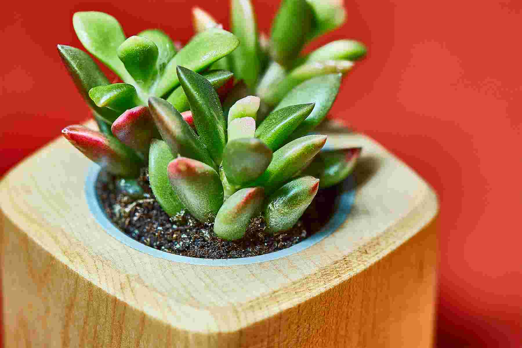Wooden monitor stand, planters and maple Grovemade desktop collection.
