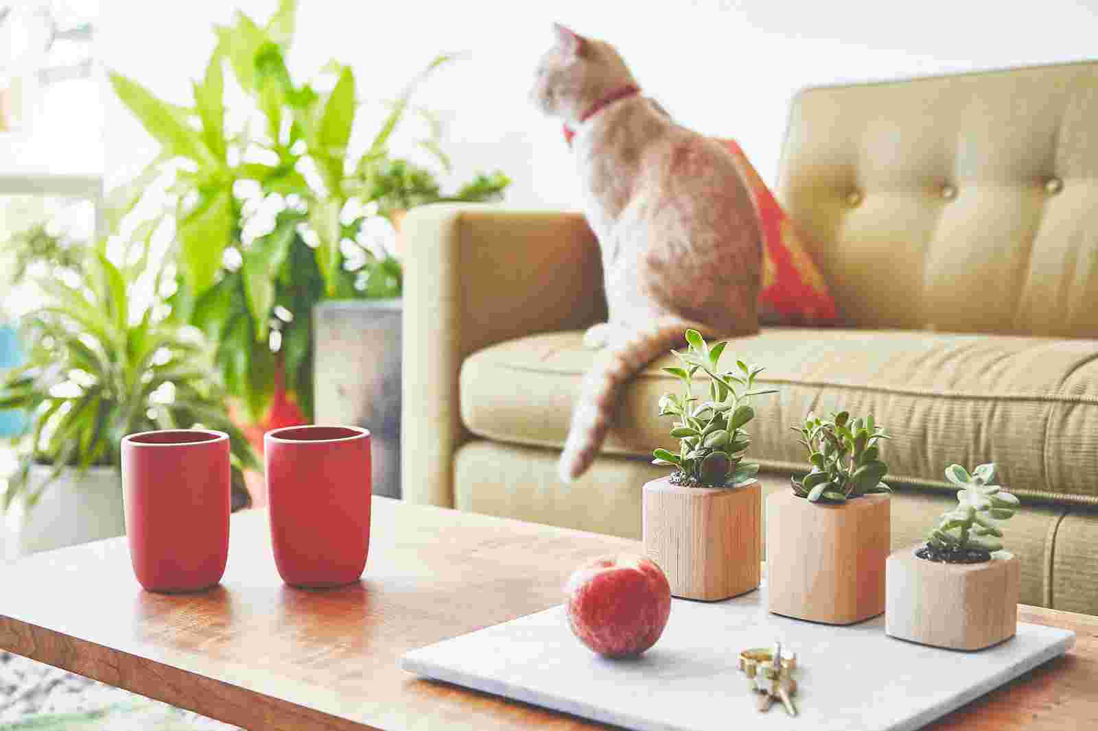 Sizing details of the maple wood desktop planters by Grovemade.